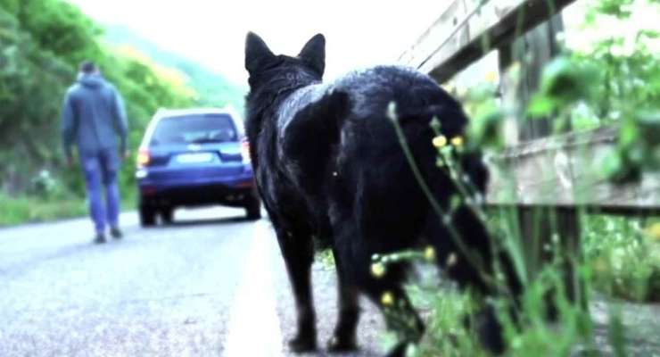 Animali abbandonati in strada