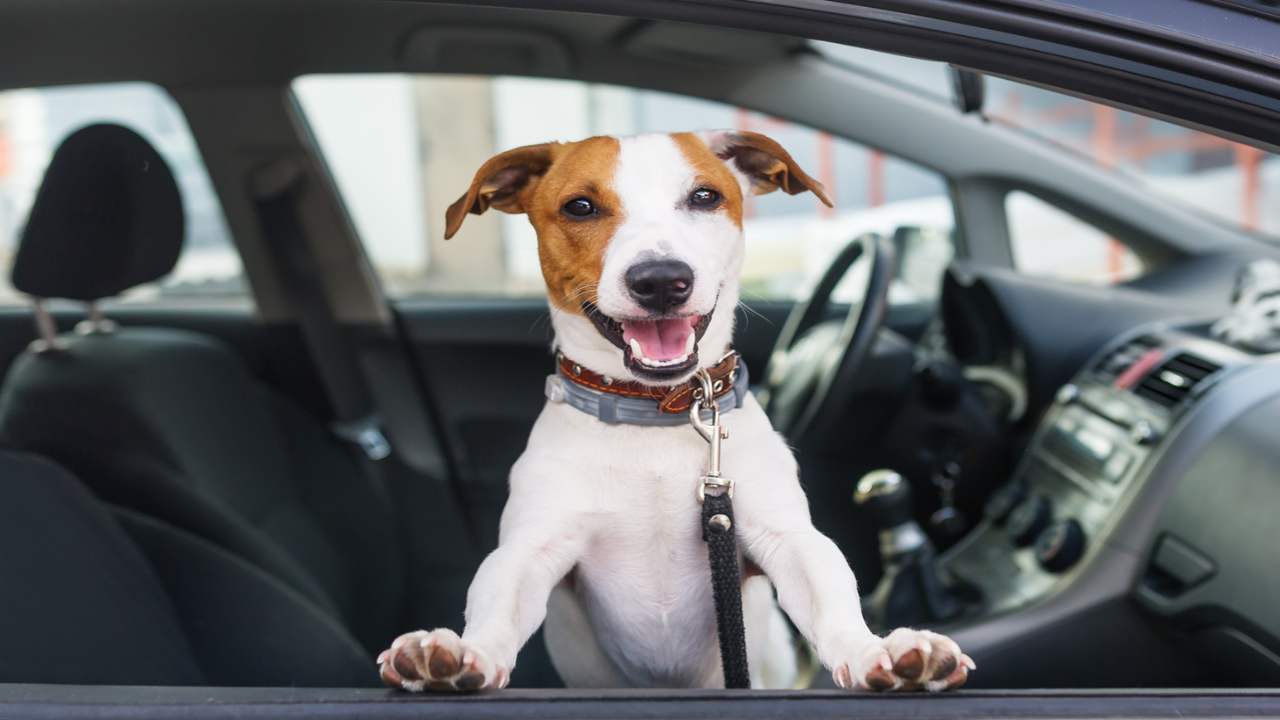 cane in auto