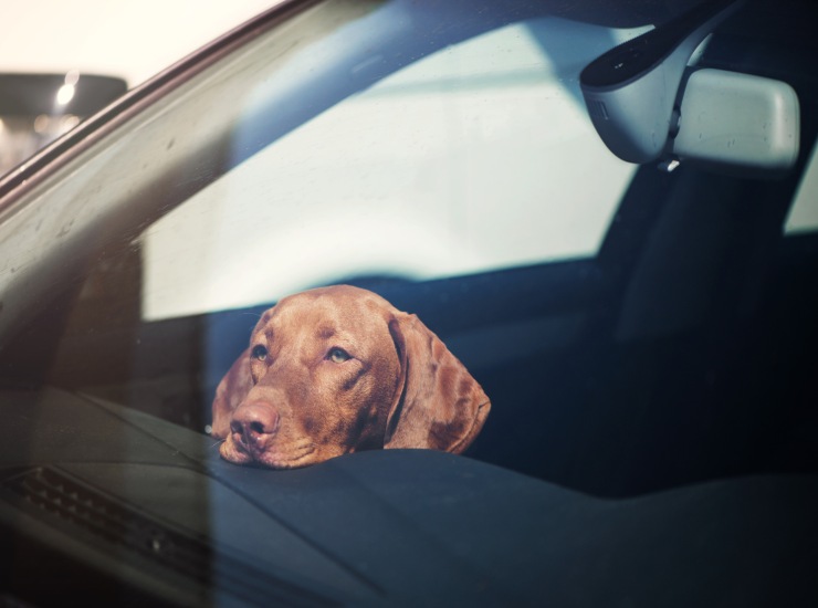 cane triste in auto 