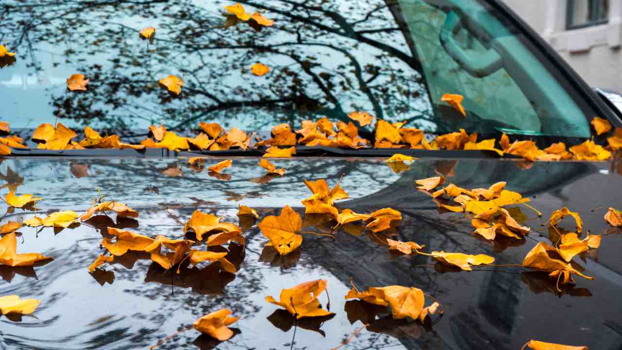 Auto con foglie sul parabrezza - Autoruote4x4.com