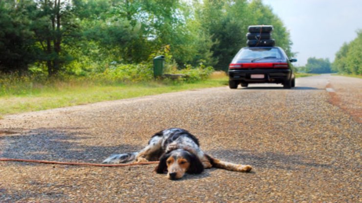 Cane abbandonato - Autoruote4x4.com